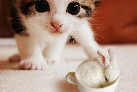 แมวน้อยน่ารักๆ