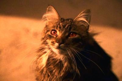 คุณนายนอร์ริส แมวของฟิลช์