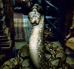 นากินี งูของลอร์ดโวลเดอมอร์