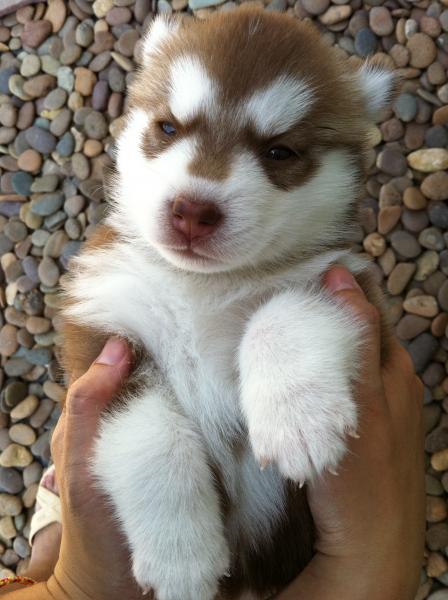 siberian husky......