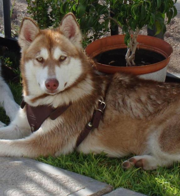 siberian husky......