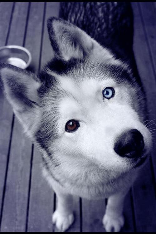 siberian husky......