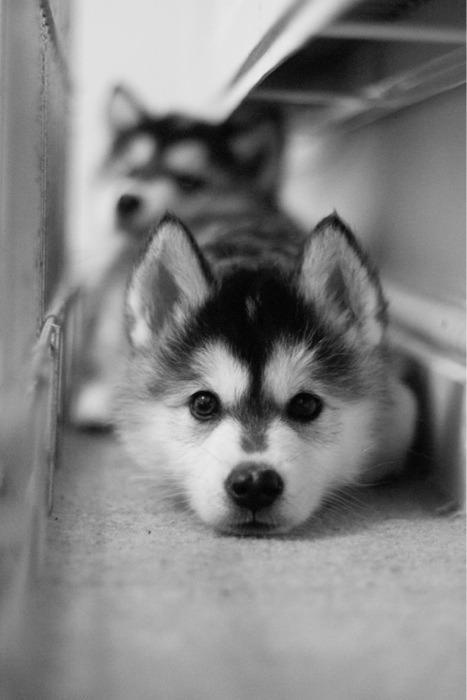 siberian husky......