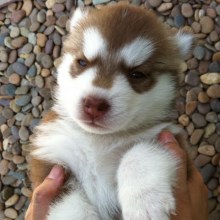 siberian husky......