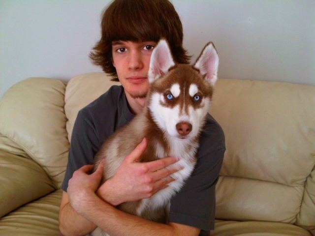 siberian husky......