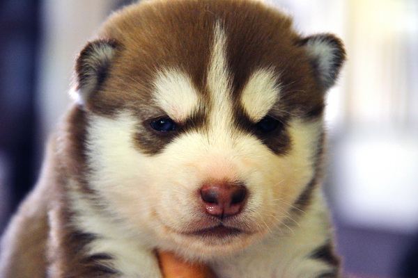 siberian husky......