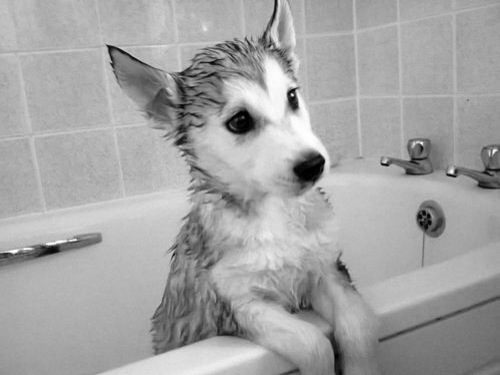 siberian husky......