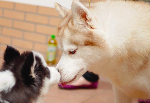 siberian husky......