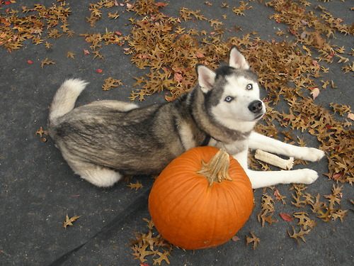 siberian husky......