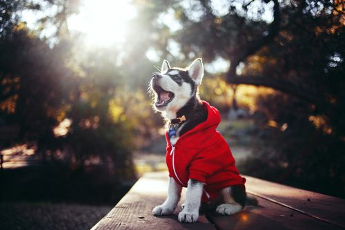 siberian husky......