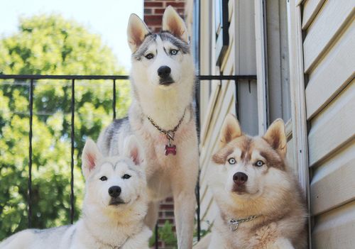 siberian husky......