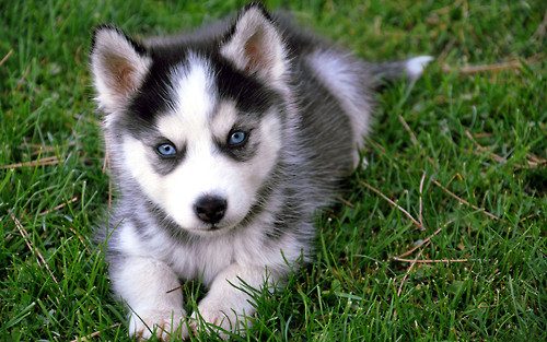 siberian husky......
