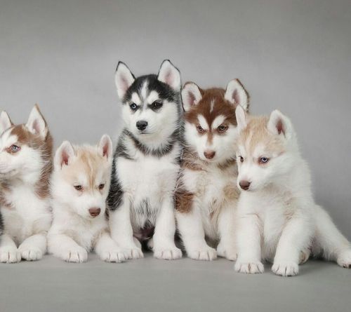 siberian husky......