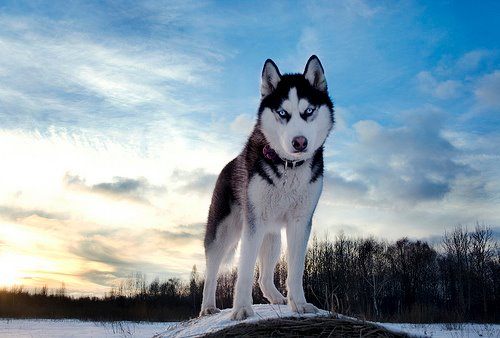 siberian husky......