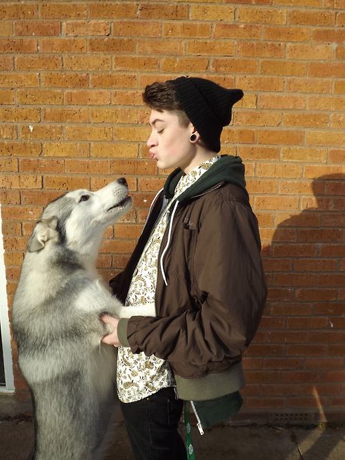 siberian husky......
