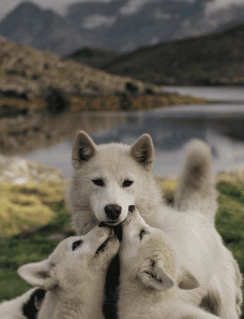 siberian husky......