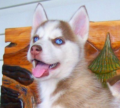 siberian husky......