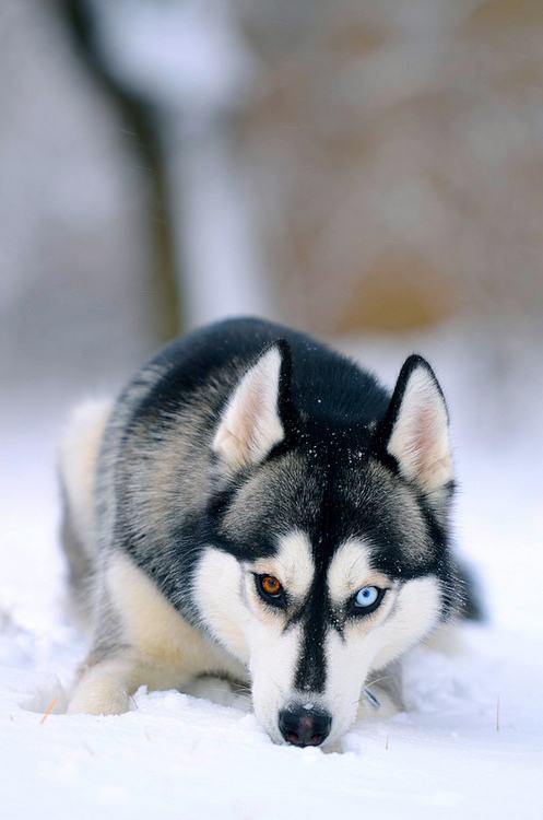 siberian husky......