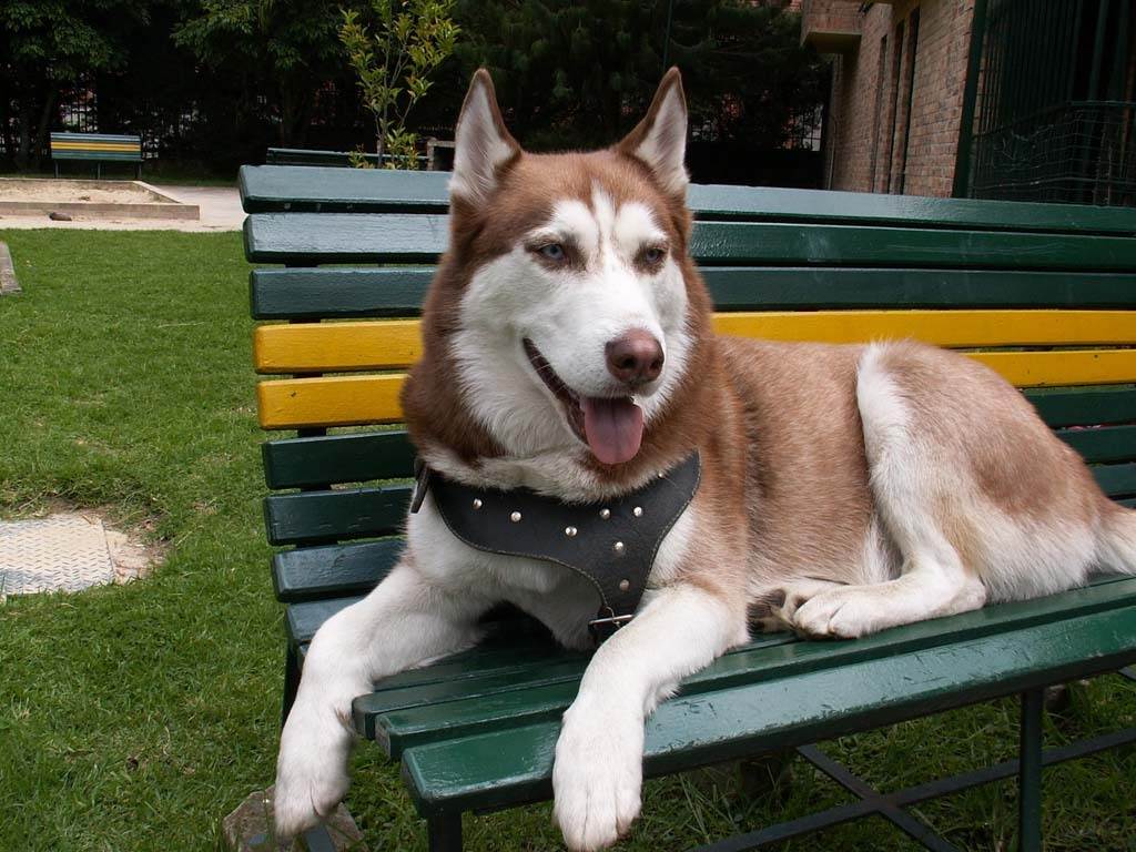 siberian husky......
