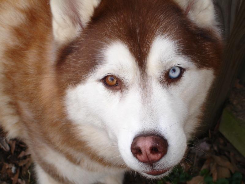 siberian husky......