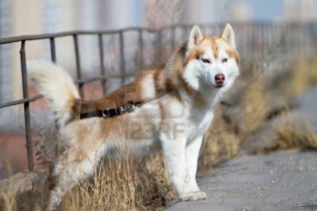 siberian husky......