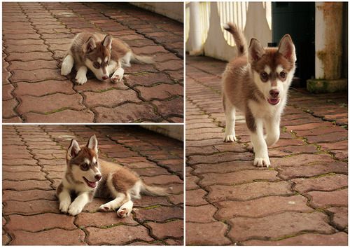 siberian husky......