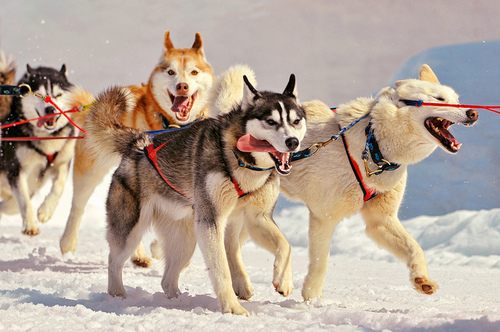 siberian husky......