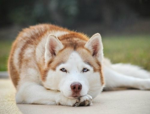 siberian husky......