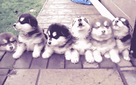 siberian husky......