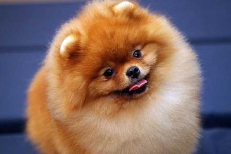 pomeranian....