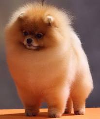 pomeranian....