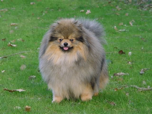 pomeranian....