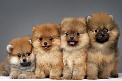 pomeranian....