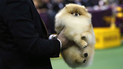 pomeranian....