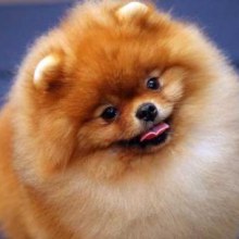 pomeranian....