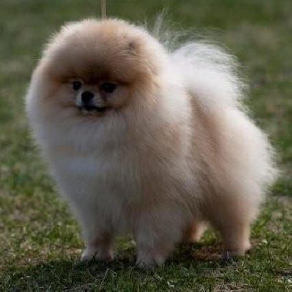 pomeranian....