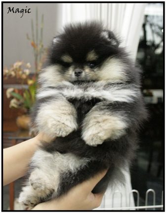 pomeranian....