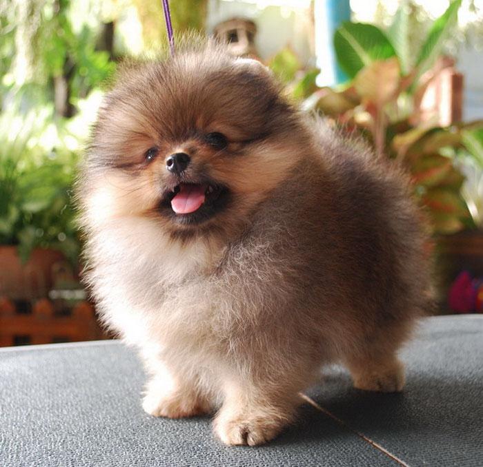 pomeranian....