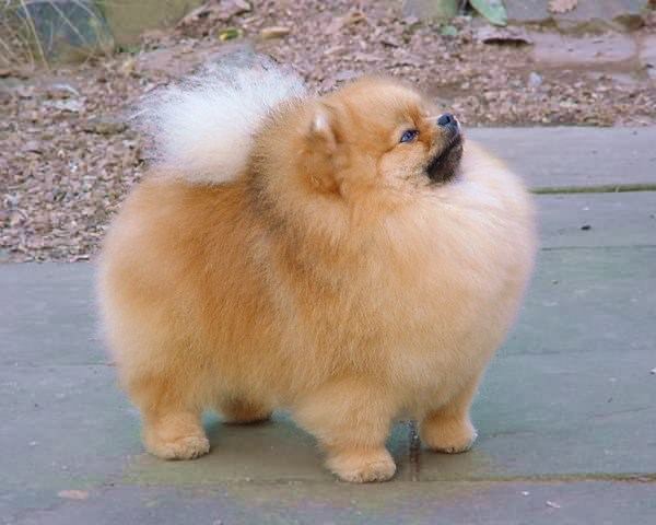 pomeranian....