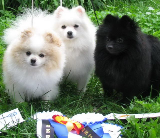 pomeranian....