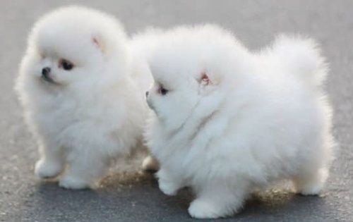 pomeranian....