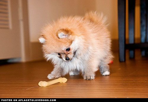 pomeranian....