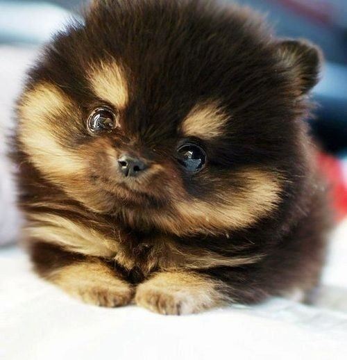 pomeranian....