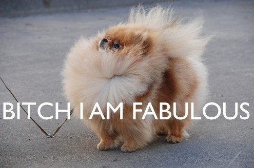pomeranian....