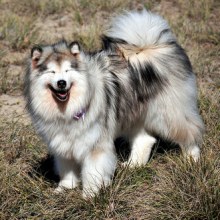 alaskan malamute....