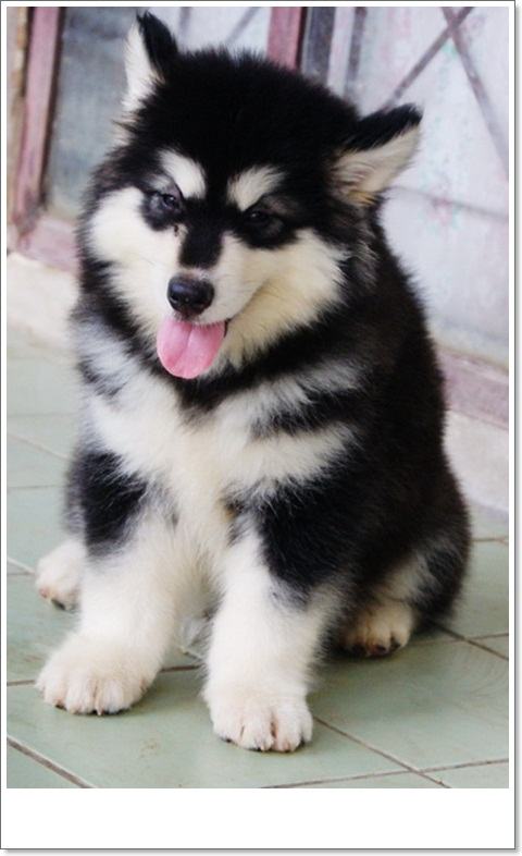 alaskan malamute....