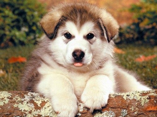 alaskan malamute....