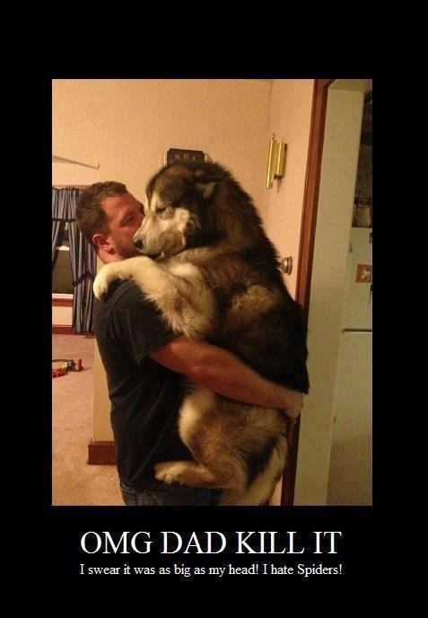 alaskan malamute....