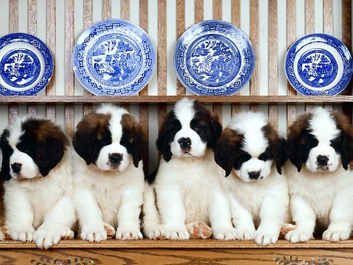 st. bernard...