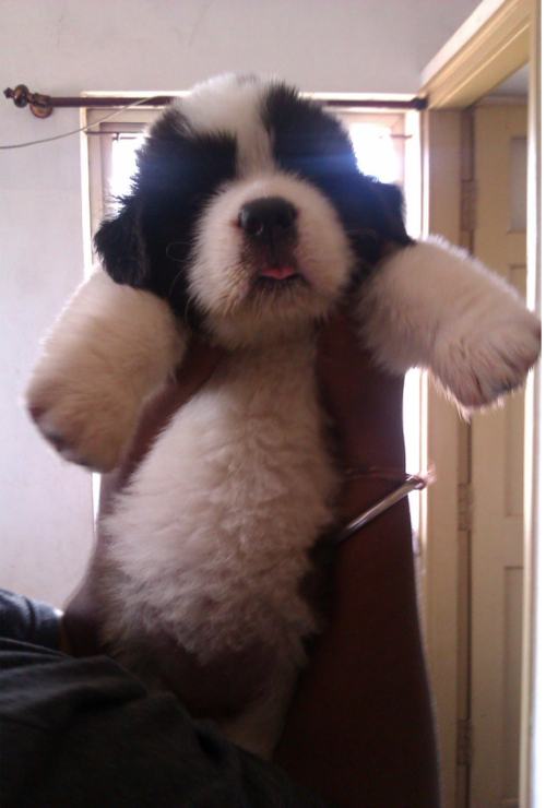 st. bernard...